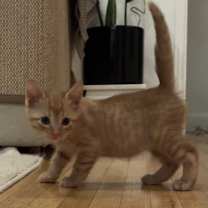 Thumbnail photo of Cashew #3