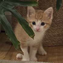 Thumbnail photo of Hunny Bunny #1