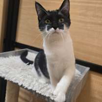 Thumbnail photo of Mouse #2