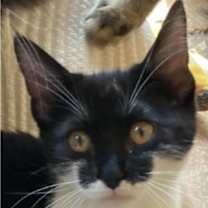 Thumbnail photo of Mouse #3