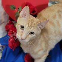 Thumbnail photo of Romeo #1