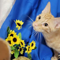 Thumbnail photo of Hank the Tank #1