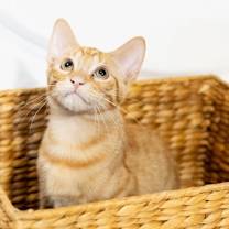 Thumbnail photo of Hank the Tank #3