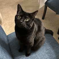 Thumbnail photo of Magic and Mystery #1