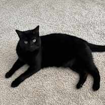 Thumbnail photo of Magic and Mystery #2