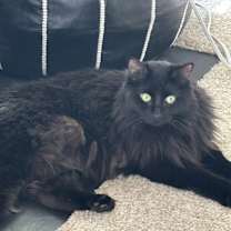 Thumbnail photo of Magic and Mystery #3