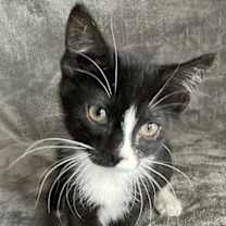 Thumbnail photo of Ponyo #2