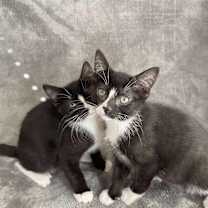 Thumbnail photo of Ponyo #3