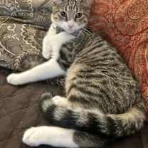 Thumbnail photo of Sampson Sleighbell #4