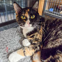 Thumbnail photo of Vero #1