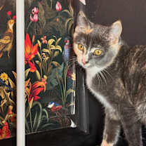 Thumbnail photo of Dust Bunny #2