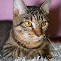 Thumbnail photo of Honeycrisp #4