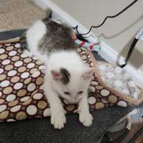 Thumbnail photo of Claude #4