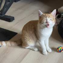 Thumbnail photo of Gherkin #2