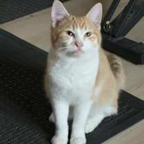 Thumbnail photo of Gherkin #3