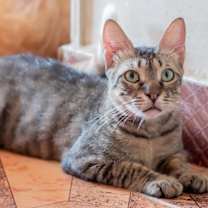 Thumbnail photo of Tarzan #1