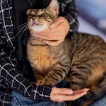 Thumbnail photo of Tarzan #2