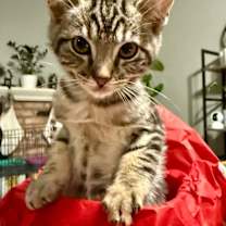 Thumbnail photo of Ham Bone #1