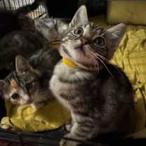 Thumbnail photo of Ham Bone #2