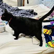 Thumbnail photo of EBONY #4