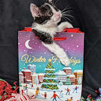 Thumbnail photo of Jack #1