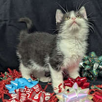 Thumbnail photo of Jack #4