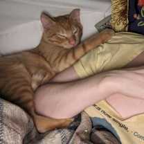 Thumbnail photo of Mochi #4