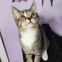 Thumbnail photo of Sugar Cookie #3