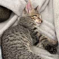 Thumbnail photo of Atlas #2