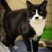 Thumbnail photo of Ada (FCID# 11/20/2025 - 11 Trainer) #1