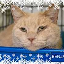 Thumbnail photo of Benjamin (FCID# 11/20/2025 - 9 Trainer) #1