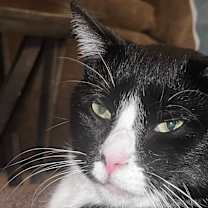 Thumbnail photo of Gizmo #1