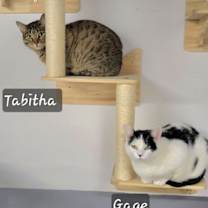 Thumbnail photo of Gage #2