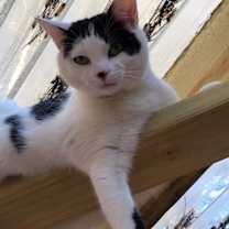 Thumbnail photo of Gage #3