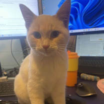 Thumbnail photo of Casper #1