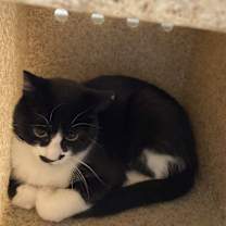 Thumbnail photo of Working Cat: Meow Mia #1