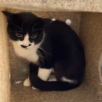 Thumbnail photo of Working Cat: Meow Mia #2