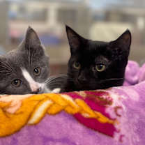 Thumbnail photo of Snap #2