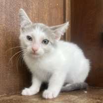 Thumbnail photo of Riptide #4