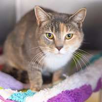 Thumbnail photo of Cranberry #1