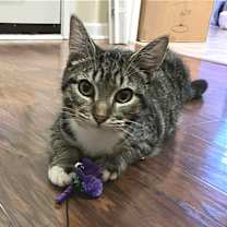 Thumbnail photo of Asteroid #1