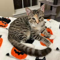 Thumbnail photo of Galaxy #1