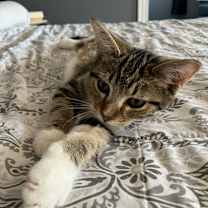 Thumbnail photo of Nebula #4