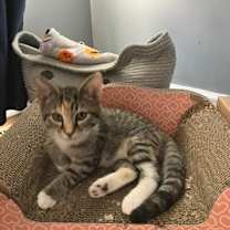 Thumbnail photo of Galaxy #4