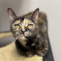 Thumbnail photo of Apollo #1