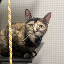 Thumbnail photo of Apollo #3