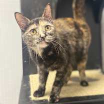 Thumbnail photo of Apollo #4