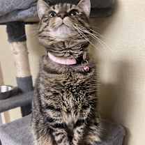 Thumbnail photo of Meowtini #2