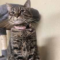 Thumbnail photo of Meowtini #3