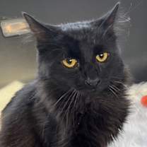 Thumbnail photo of MR. SWEETIE #1